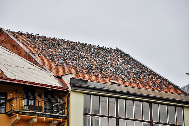 A2B Pest Control are able to install spikes to deter birds from roofs in Haywards Heath. 