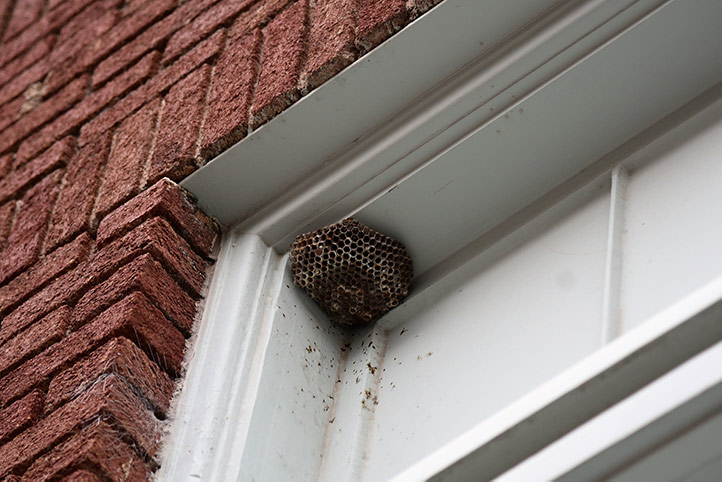 We provide a wasp nest removal service for domestic and commercial properties in Haywards Heath.